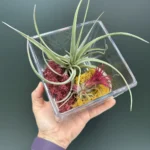 Airplants  In Cube Glass ( Αερόφυτο )