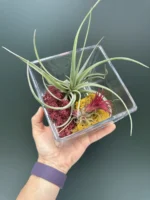 Airplants  In Cube Glass ( Αερόφυτο )
