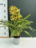 Orchid - Cymbidium Tiger Tail - Image 2