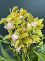 Orchid - Cymbidium Tiger Tail