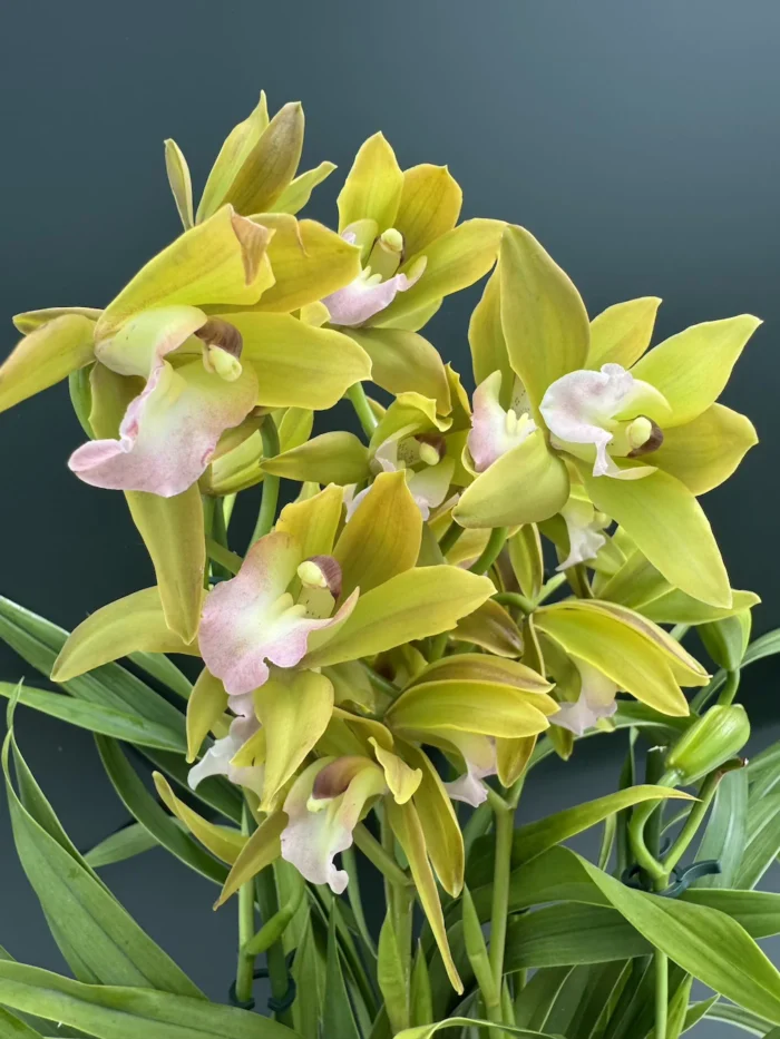 Orchid - Cymbidium Tiger Tail - Image 1
