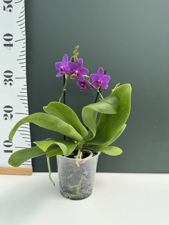 Orchid - Phalaenopsis Violet Comet - Image 2