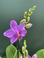 Orchid - Phalaenopsis Violet Comet