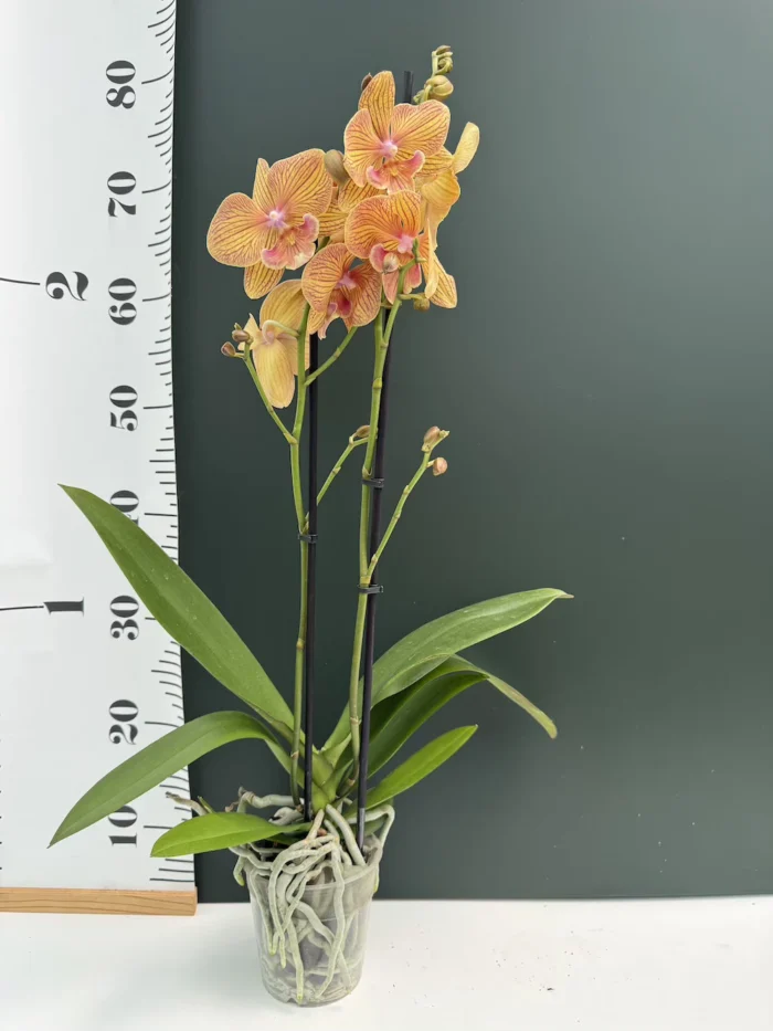 Phalaenopsis - Orange Big Lip - Image 2