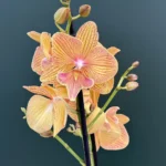 Phalaenopsis - Orange Big Lip