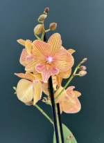Phalaenopsis - Orange Big Lip