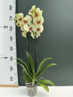Phalaenopsis Banana - Image 2
