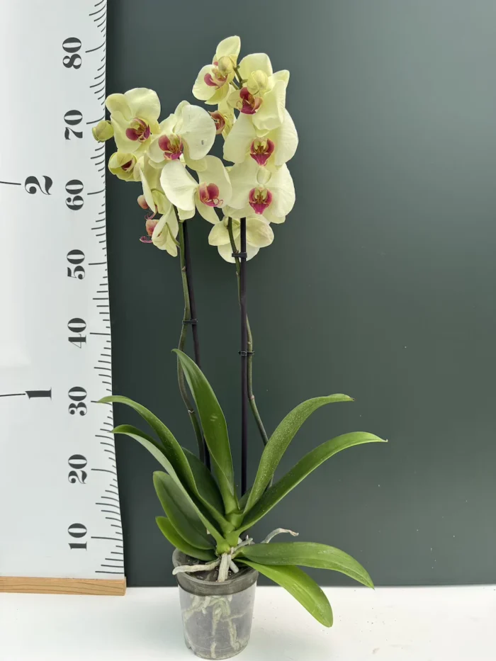 Phalaenopsis Banana - Image 2