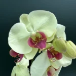 Phalaenopsis Banana