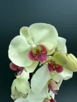 Phalaenopsis Banana