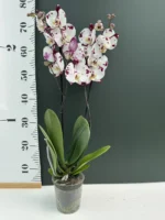 Phalaenopsis Purple spotted - Image 2