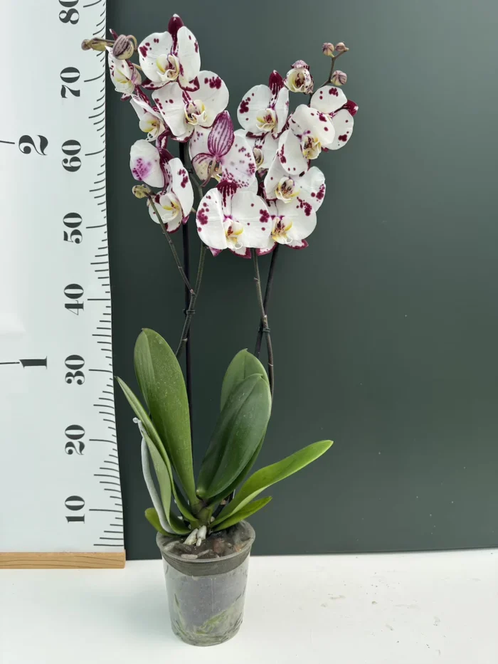 Phalaenopsis Purple spotted - Image 2