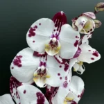 Phalaenopsis Purple spotted