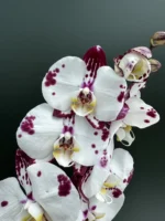 Phalaenopsis Purple spotted