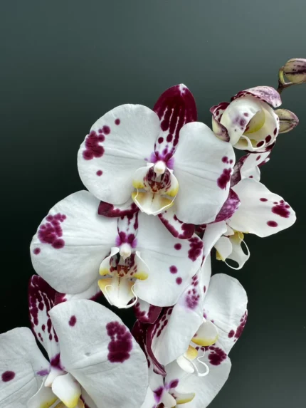 IMG 5830 &bull; Ελληνικές Ορχιδέες &bull; Μοναδικές ορχιδέες με στυλ και αρώματα!