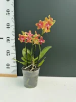 Orchid Phalaenopsis - I-Hsin Golden Tangerine Ice - Image 2