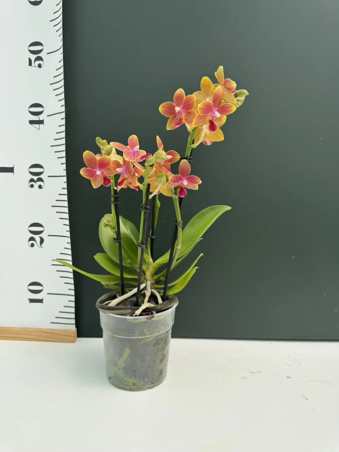 Orchid Phalaenopsis - I-Hsin Golden Tangerine Ice - Image 2