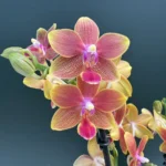 Orchid Phalaenopsis - I-Hsin Golden Tangerine Ice