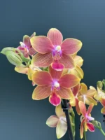 Orchid Phalaenopsis - I-Hsin Golden Tangerine Ice
