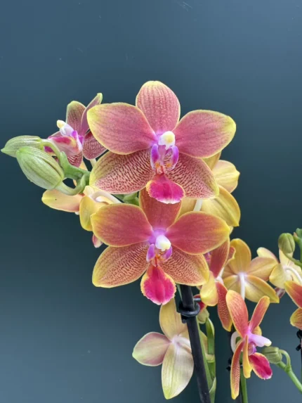 IMG 5832 &bull; Ελληνικές Ορχιδέες &bull; Μοναδικές ορχιδέες με στυλ και αρώματα!