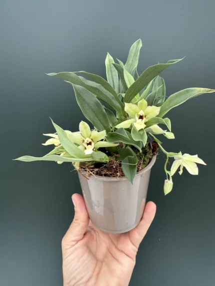 IMG 5835 &bull; Ελληνικές Ορχιδέες &bull; Μοναδικές ορχιδέες με στυλ και αρώματα!