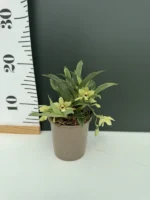 Promenea - Sunlight - Image 2