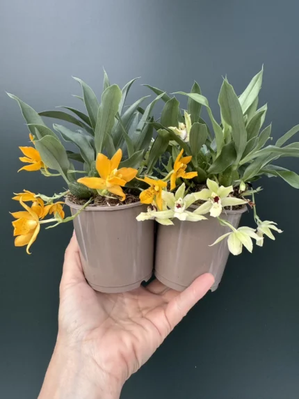 IMG 5839 &bull; Ελληνικές Ορχιδέες &bull; Μοναδικές ορχιδέες με στυλ και αρώματα!