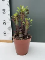 Euphorbia Trigona Rubra - Image 2