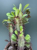 Euphorbia Trigona Rubra