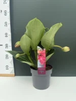 Μεντινίλα - Medinilla magnifica - Image 3