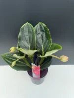 Μεντινίλα - Medinilla magnifica - Image 2