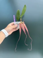 Cirr. Elizabeth Ann 'Buckleberry' - Image 2