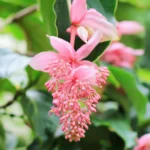 Μεντινίλα - Medinilla magnifica