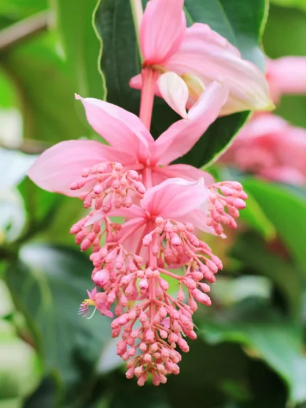 Medinilla Medinilla hybrid5 3a417283 3c1d 4c76 bc04 c56c84795886.jpg &bull; Ελληνικές Ορχιδέες &bull; Μοναδικές ορχιδέες με στυλ και αρώματα!