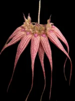 Cirr. Elizabeth Ann 'Buckleberry'