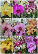 Προσφορά - 3 Phalaenopsis - Image 2