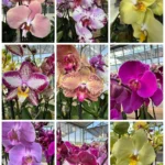 Προσφορά - 3 Phalaenopsis