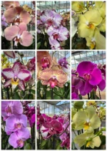 Προσφορά - 3 Phalaenopsis