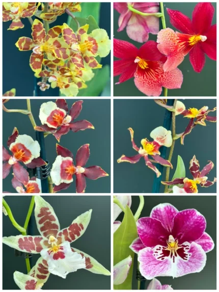 collage export 6E5B44E8 FFF3 4300 A3B9 E917F28E597A 1 &bull; Ελληνικές Ορχιδέες &bull; Μοναδικές ορχιδέες με στυλ και αρώματα!