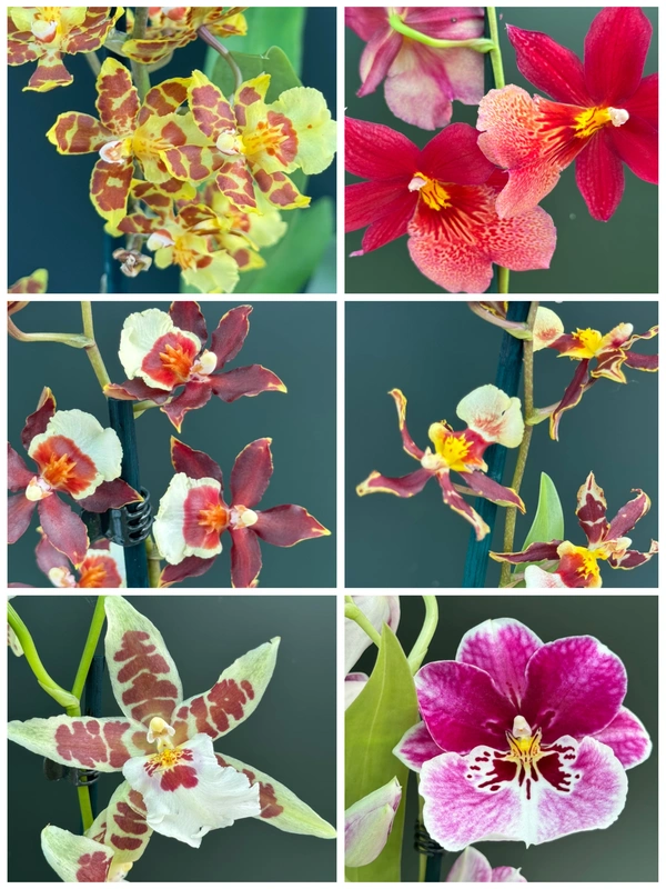 collage_export_6E5B44E8-FFF3-4300-A3B9-E917F28E597A Προσφορά - 2 Cambria - Image 1