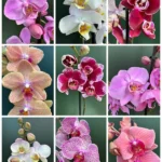 Προσφορά - 3 Phalaenopsis