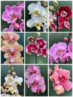 Προσφορά - 3 Phalaenopsis