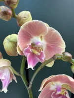 Phalaenopsis - Grape Fruit