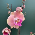 Phalaenopsis - Orange, Purple Lip