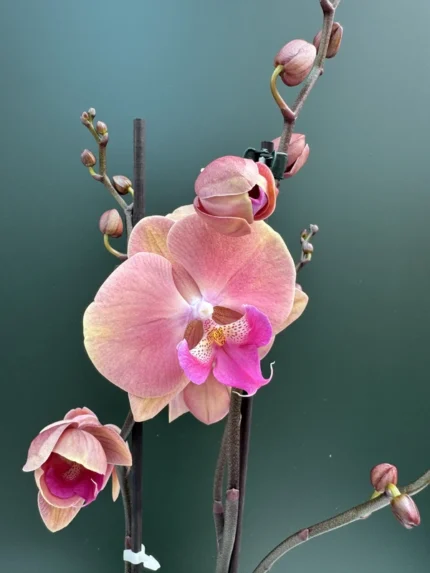 orange purple lip &bull; Ελληνικές Ορχιδέες &bull; Μοναδικές ορχιδέες με στυλ και αρώματα!