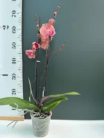 Phalaenopsis - Orange, Purple Lip - Image 2