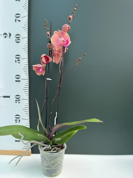 orange purple lip1 &bull; Ελληνικές Ορχιδέες &bull; Μοναδικές ορχιδέες με στυλ και αρώματα!