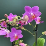 Phalaenopsis - Pink Flamingo