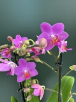Phalaenopsis - Pink Flamingo