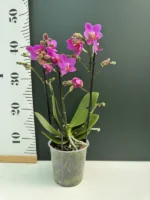 Phalaenopsis - Pink Flamingo - Image 2